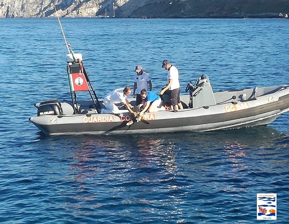 Liberate in mare due pazienti del Centro di Primo Soccorso per Tartarughe Marine