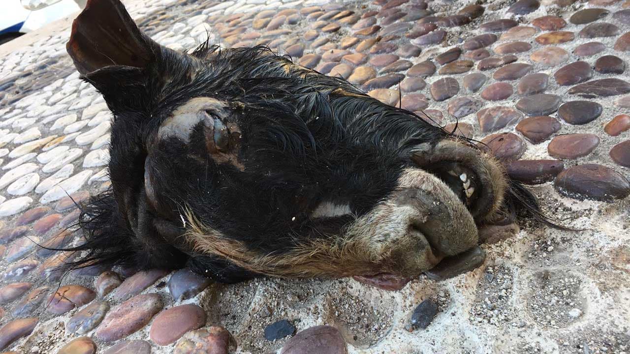 In poche ore due teste di capra mozzate ritrovate sui sagrati di due diverse chiese