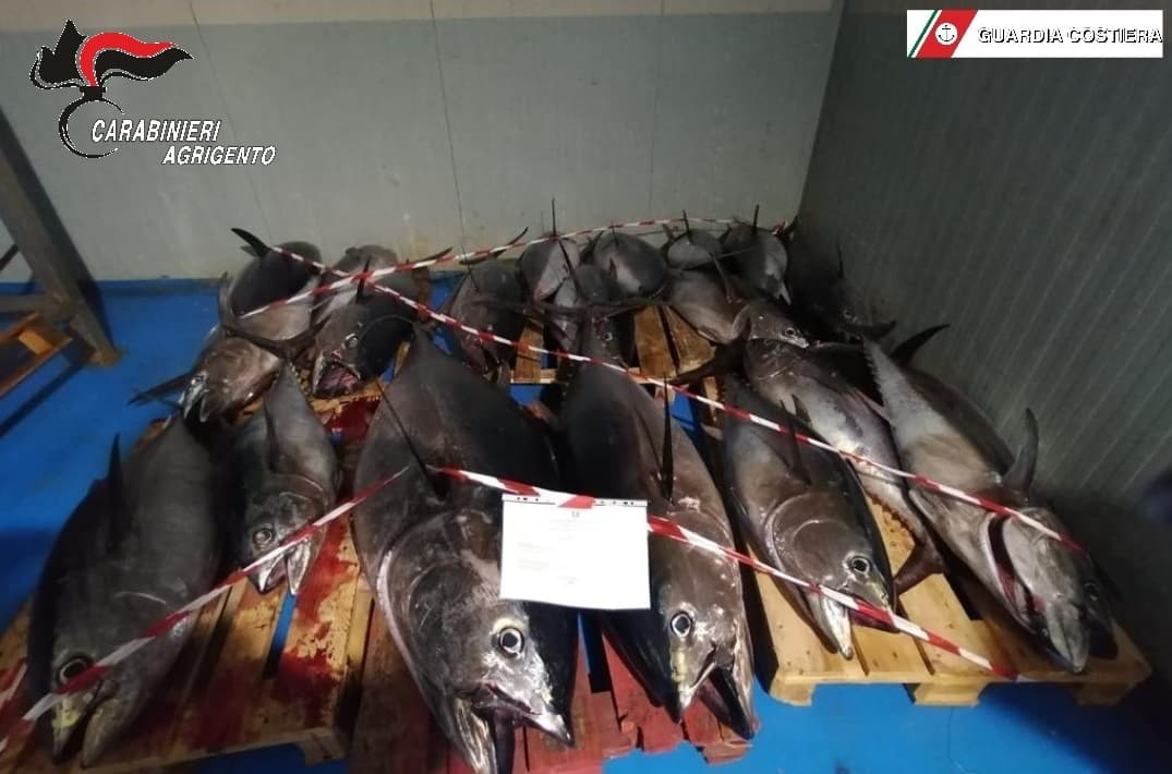 Tonno rosso senza tracciabilità Carabinieri e Guardia costiera ne sequestrano 750kg