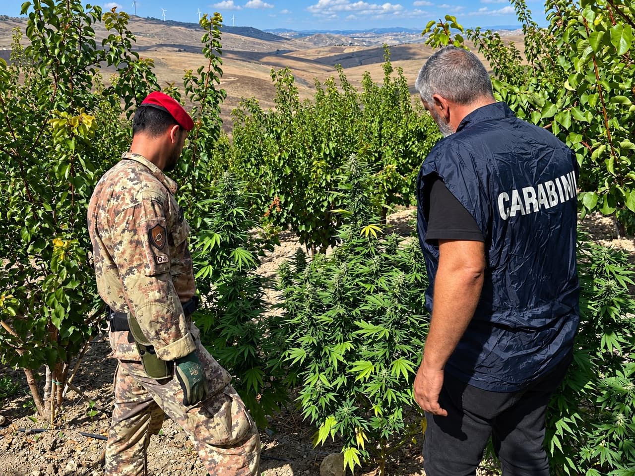 RINVENUTE 88 PIANTE DI MARIJUANA E SEQUESTRATI UN FUCILE E MUNIZIONI