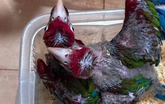 SEQUESTRATI 377 ANIMALI ESOTICI